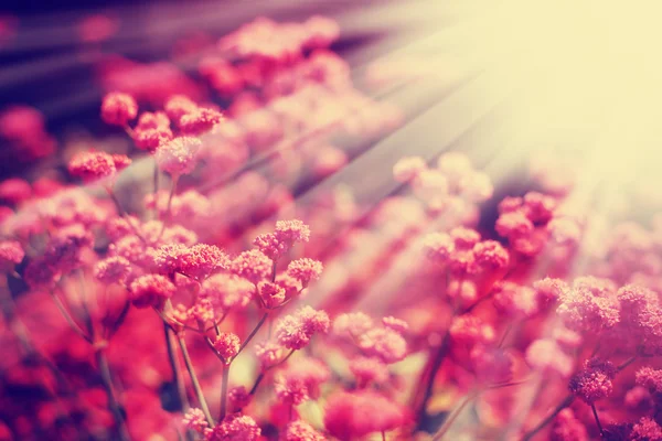 Schöne Blumen im Sonnenschein — Stockfoto