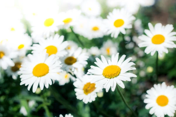 Fält av lilla kamomillblommor — Stockfoto