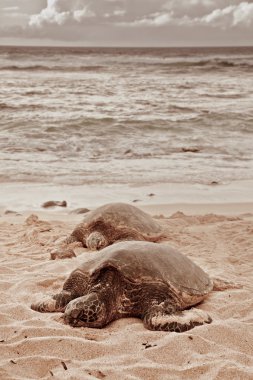 Green Turtles relaxing on sand clipart