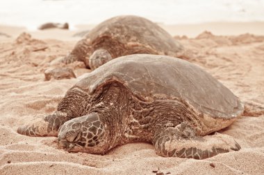 Green Turtles relaxing on sand clipart