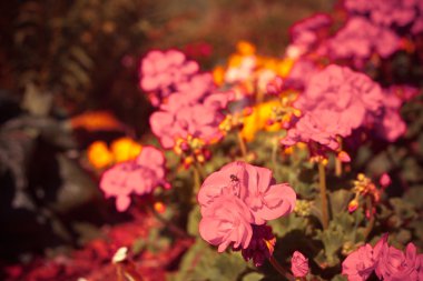 güzel renkli çiçekler