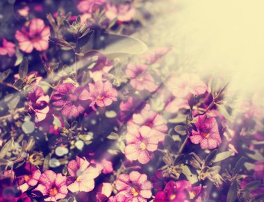 Güzel çiçek yaprakları ile