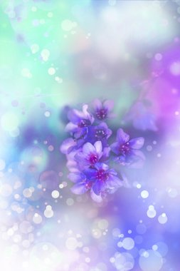 Sakura ağacı dalı çiçek.