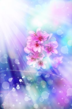 Sakura ağacı dalı çiçek.