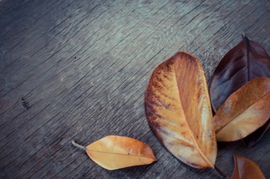 Yapraklı sonbahar arkaplanı