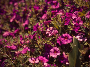 güzel pembe çiçekler