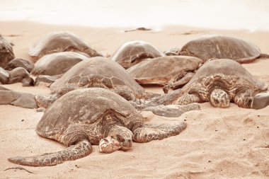 Green Turtles relaxing on sand clipart