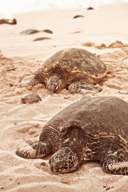 Green Turtles relaxing on sand clipart