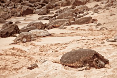 Green Turtles relaxing on sand clipart