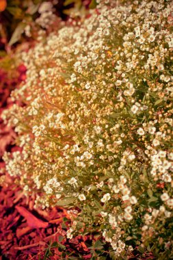 güzel beyaz çiçekler