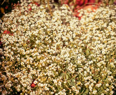 güzel beyaz çiçekler