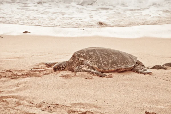 Turtlesrelaxing verde na areia — Fotografia de Stock