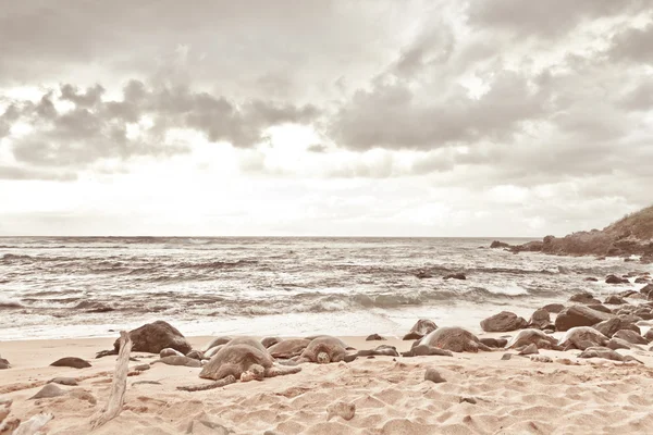 Green Turtles relaxing on sand — Stock Photo, Image