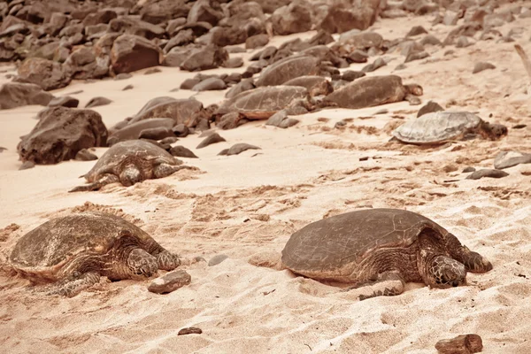 Tartarugas verdes relaxando na areia — Fotografia de Stock