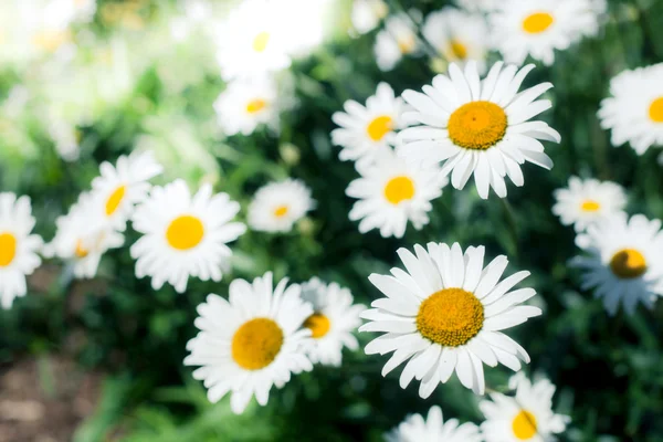 Fält kamomillblommor — Stockfoto