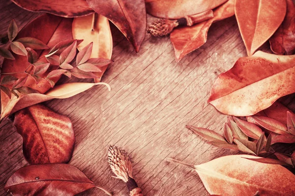 Autumn background with leaves — Stock Photo, Image