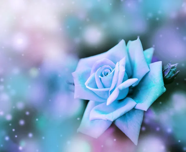 Beautiful blue rose — Stock Photo, Image