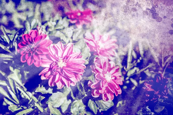Sonbahar pembe çiçekler — Stok fotoğraf