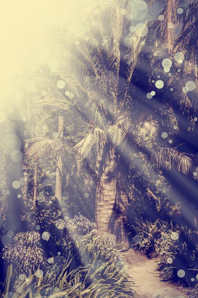 Krásné palmové zahradě — Stock fotografie