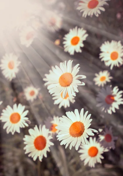 Achtergrond met kamille bloemen — Stockfoto