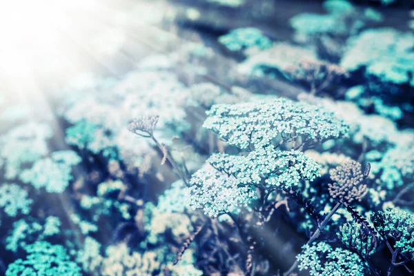 Bakgrund med blå blommor — Stockfoto