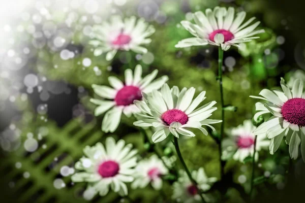 カモミールの花の背景 — ストック写真