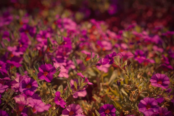葉で美しいピンクの花 — ストック写真