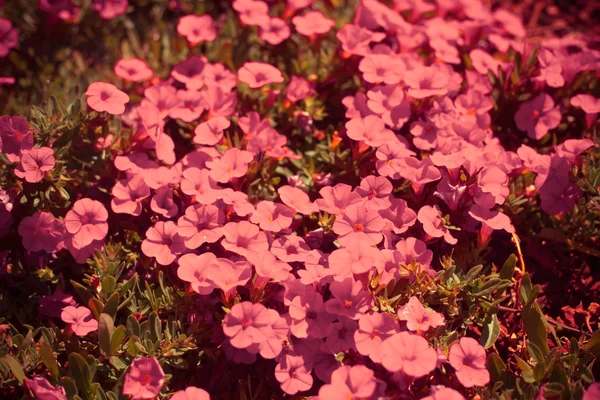 Красивые розовые цветы с листьями — стоковое фото