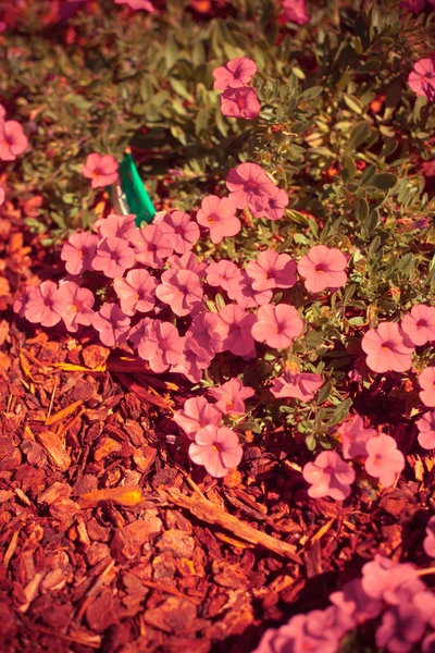 Güzel pembe çiçek yaprakları ile — Stok fotoğraf
