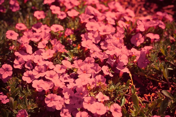 Bellissimi fiori rosa con le foglie — Foto Stock