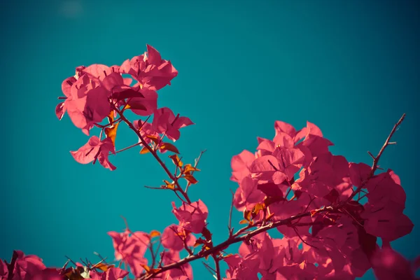 Beautiful pink flowers — Stock Photo, Image