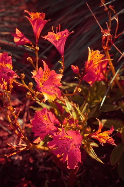 Hermosas flores rosadas con las hojas — Foto de Stock
