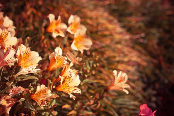 Mooie kleurrijke bloemen — Stockfoto