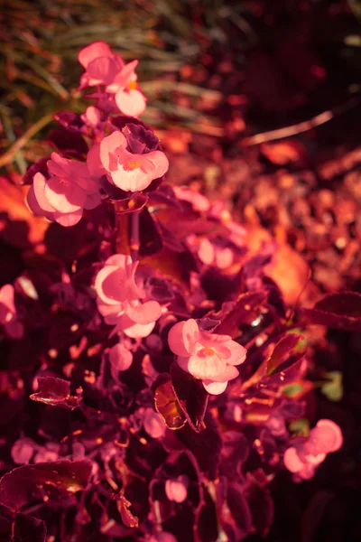 Schöne rosa Blüten mit den Blättern — Stockfoto