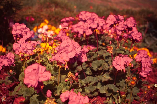 Красивые розовые цветы с листьями — стоковое фото
