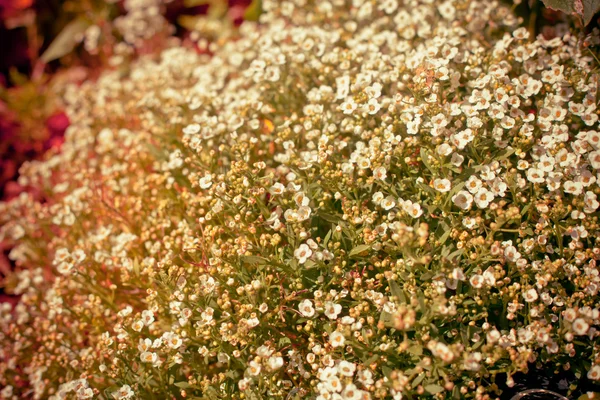 Mooie witte bloemen — Stockfoto