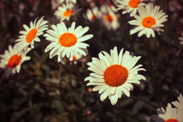 Campo de flores de camomila — Fotografia de Stock