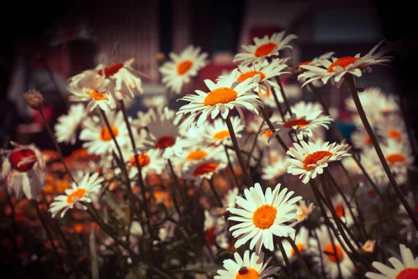 Champ de fleurs de camomille — Photo