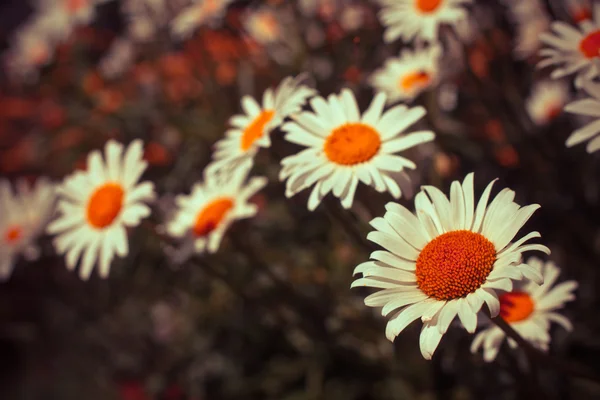 Veld van kamille bloemen — Stockfoto