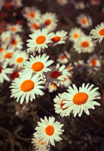 カモミールの花のフィールド — ストック写真