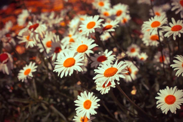 Veld van kamille bloemen — Stockfoto