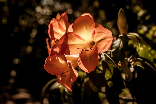 Hermosas flores naranjas — Foto de Stock