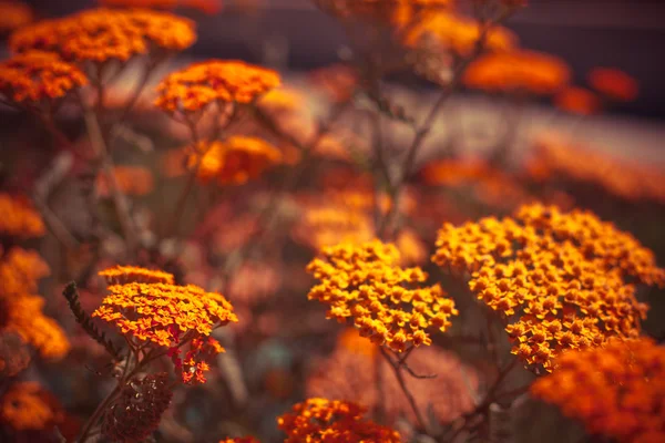 Mooie kleurrijke bloemen — Stockfoto