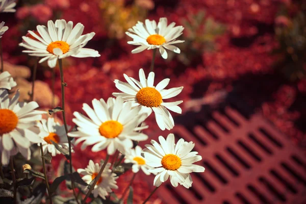 Fundo com flores de camomila — Fotografia de Stock