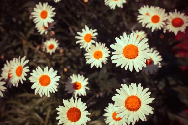 Campo de flores de camomila — Fotografia de Stock