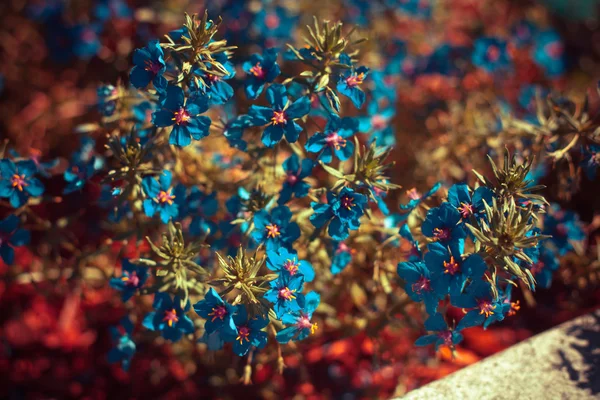 Petites fleurs sauvages bleues — Photo