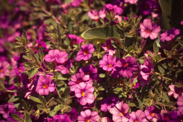 Květy s listy v slunci — Stock fotografie