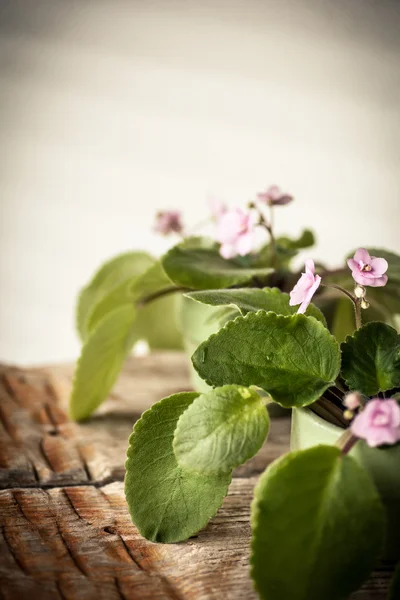 Violetas sobre mesa de madera — Foto de Stock