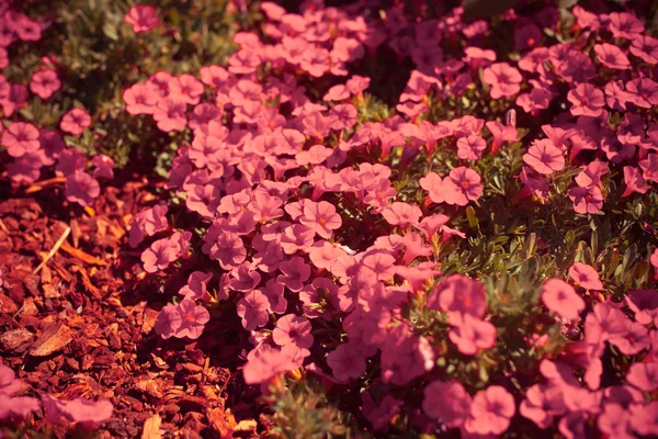 Цветы с листьями на солнце — стоковое фото