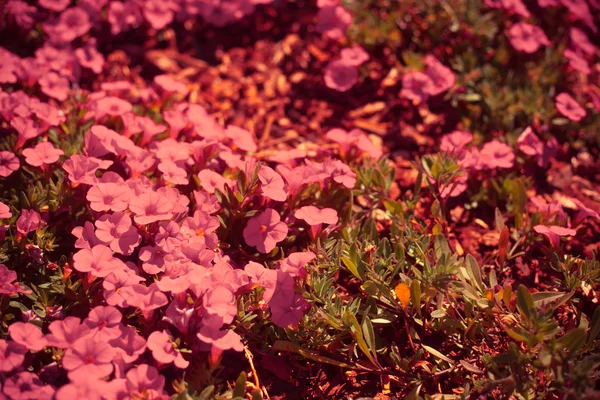 Fleurs avec les feuilles au soleil — Photo